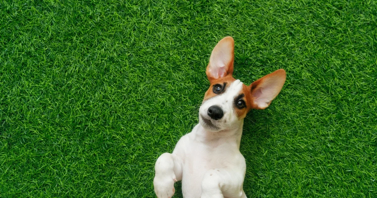 Cute Jack Russell puppy lying on artificial grass and looking up.